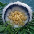运营小满，扎马尾，穿米色毛衣，在咖啡杯旁边做数据分析